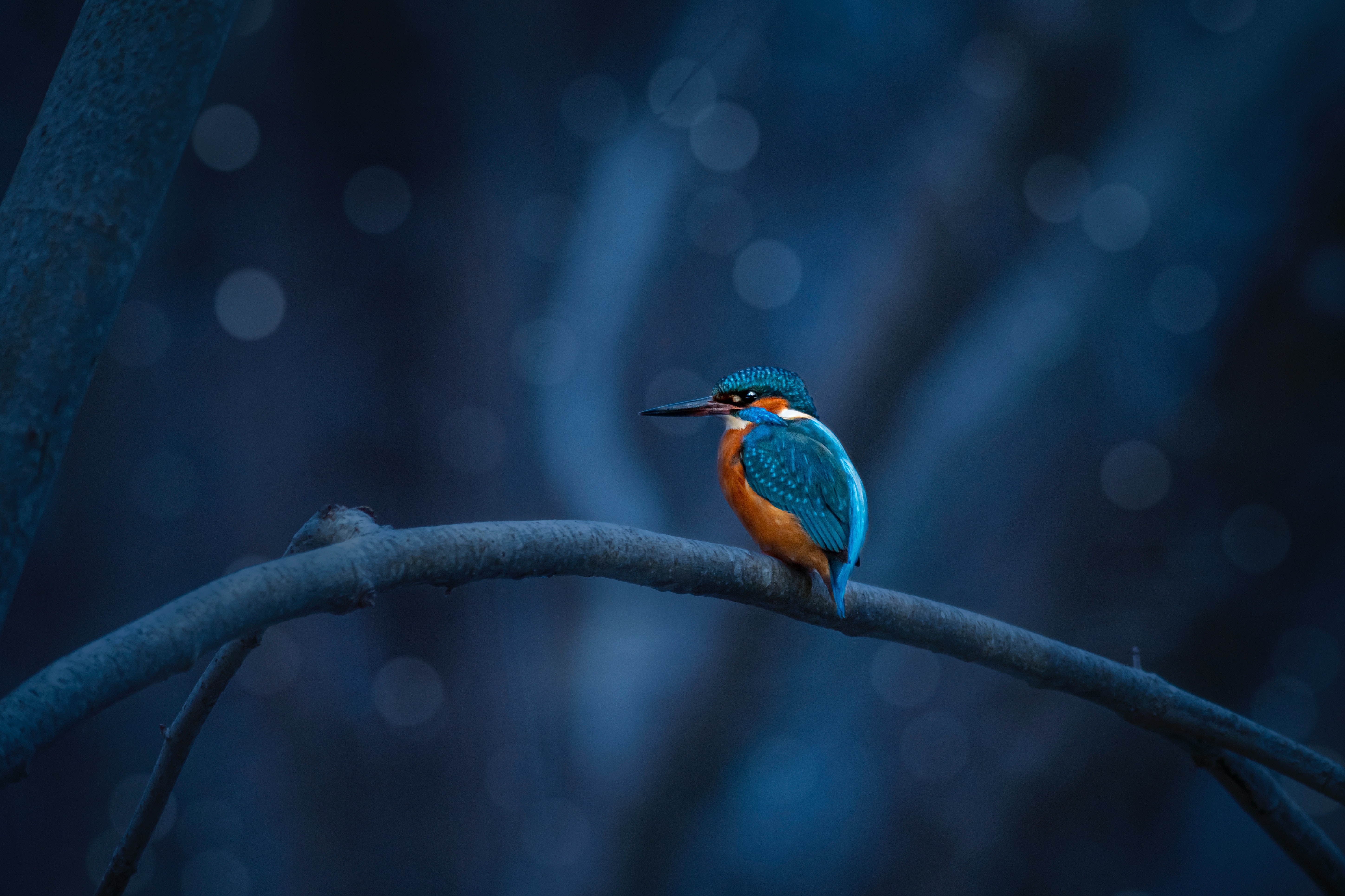 Kingfisher
